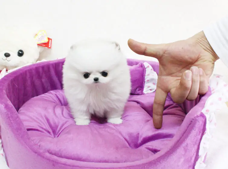 Cute Teacup Size Pomeranian Puppies for caring homes