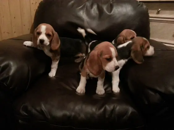 Beagle Puppies, mum and dad are both kusa registered. Puppies are tri-coloured