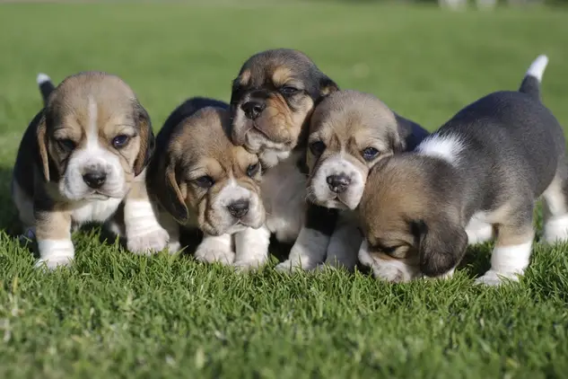Beautiful Purebred Beagle puppies