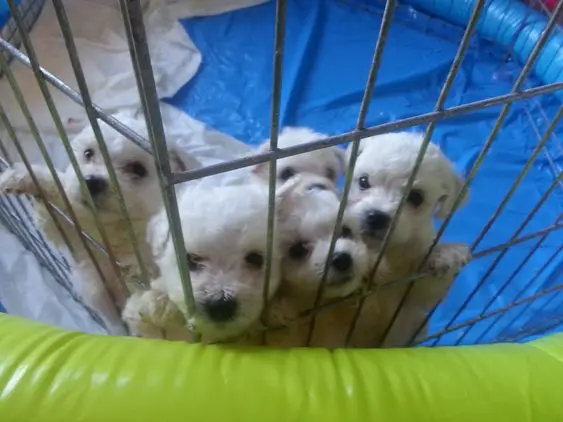 Adorable bichon frise pups