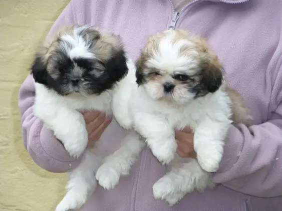 Pretty Shih-tzu puppies