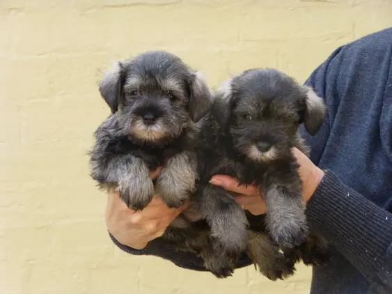 Pedigree Miniature Schnauzer Puppies