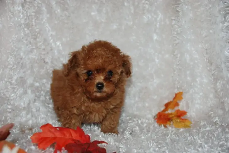 Micro teacup teddy bear face poodle puppies for sale