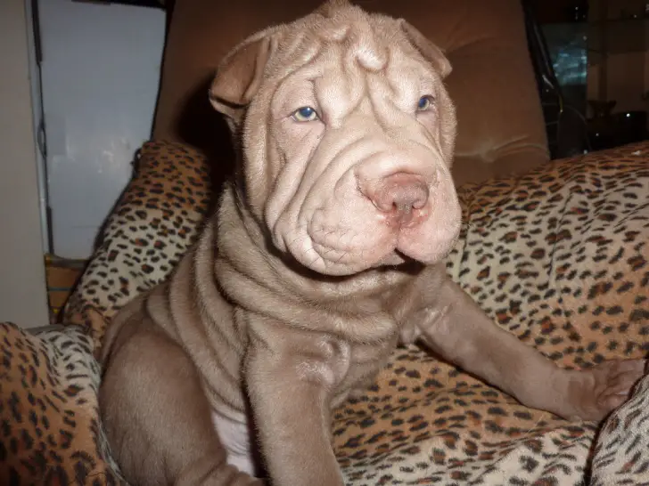 Sharpei puppies for Sale