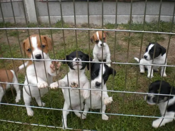 JACK RUSSELL PUPPIES BOYS AND GIRLS READY TO GO NOW