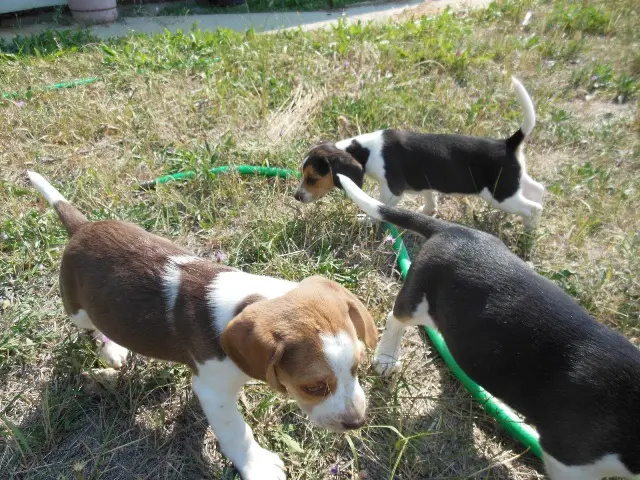 Home Raised Tri color Beagle Pups