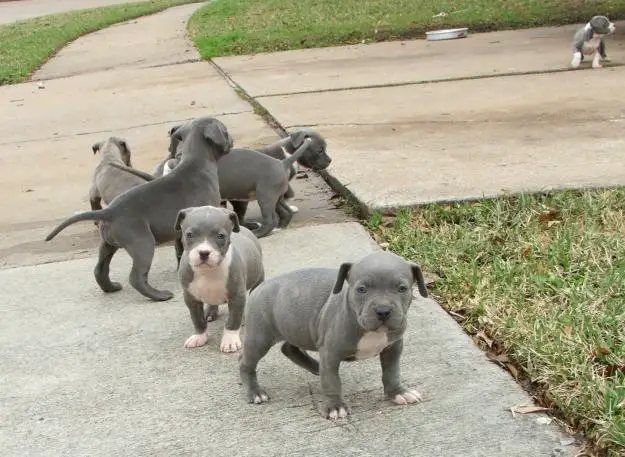 American pitbull puppies available
