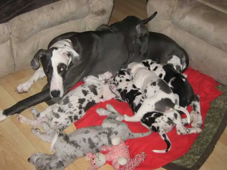 Family Raised Great Dane Puppies