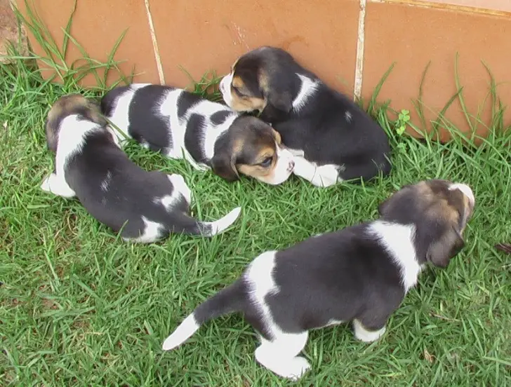quality beagle puppies
