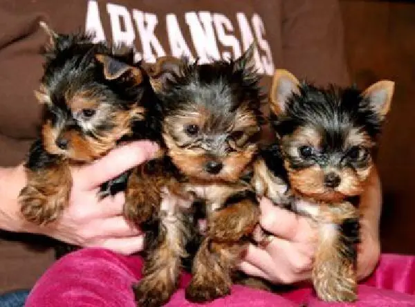 Doll Face Feacup Yorkie Puppies For Sale