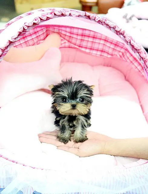 special tiny Teacup Yorkies (Female/Male)