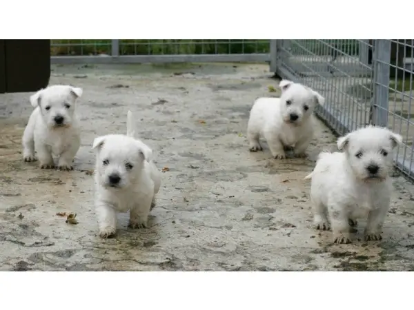 West Highland White pups for sale