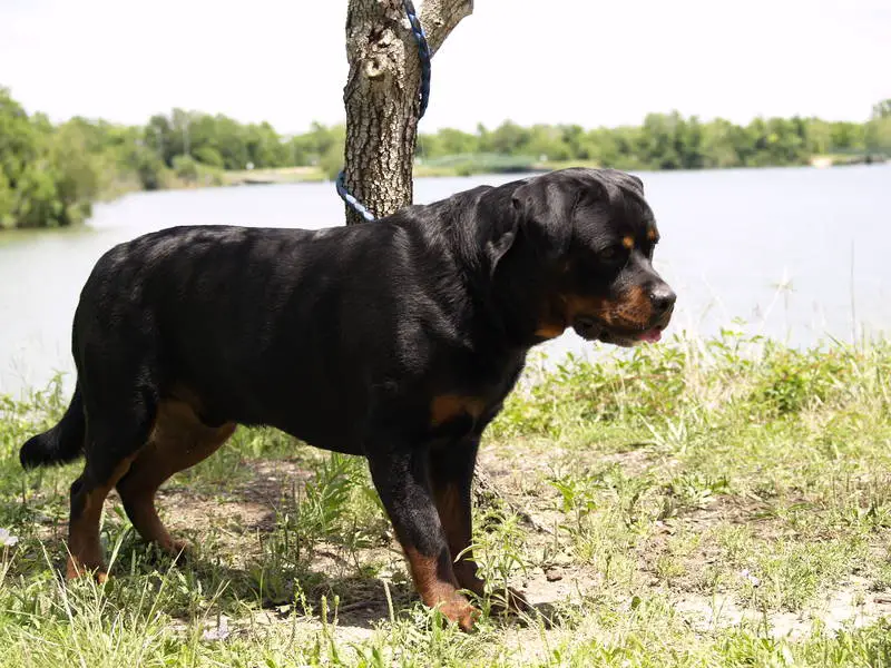 KUSA 100% GERMAN ROTTWEILER TAKING DEPOSIT