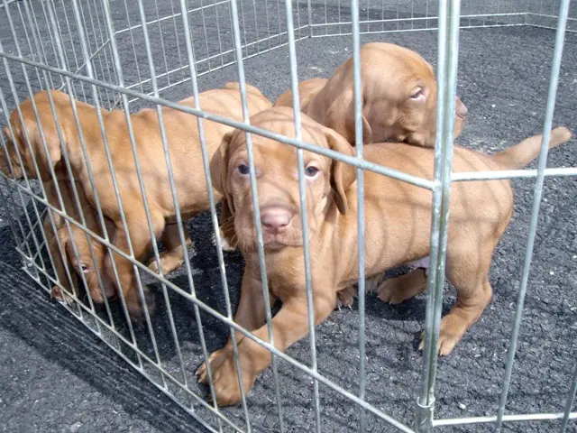 Vizsla puppies for Sale