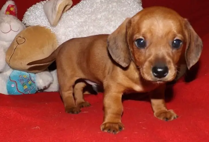 Mini Daschund Puppies For Lovely Homes