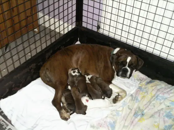 Chunky Boxer Puppies For Sale