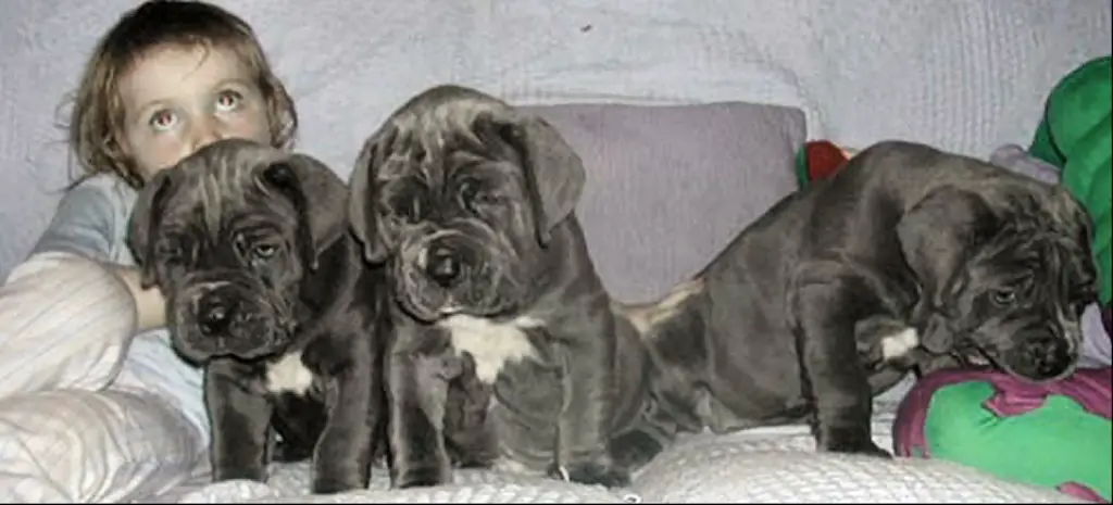 Exceptional Neapolitan Mastiff puppies for sale