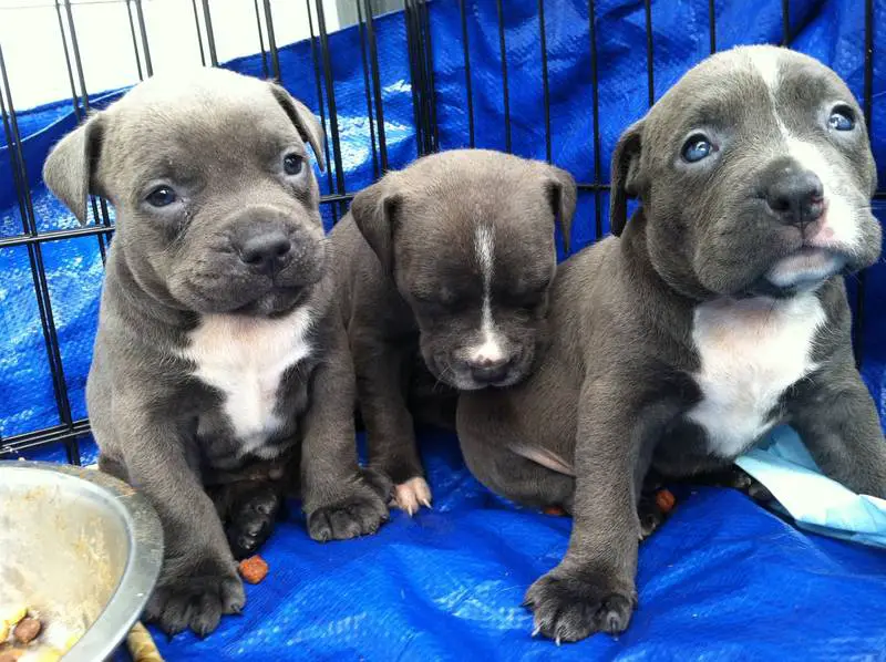Pure blue nose bully puppies