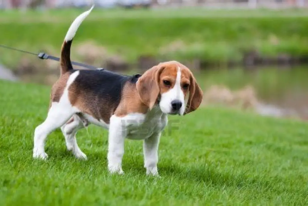 Most addorable Beagle puppies for sale