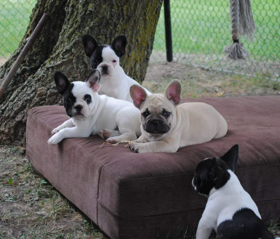 Registered French Bulldog pups, 8 week old