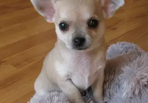 Lovely Healthy Chihuahua Puppies Ready For Good Home