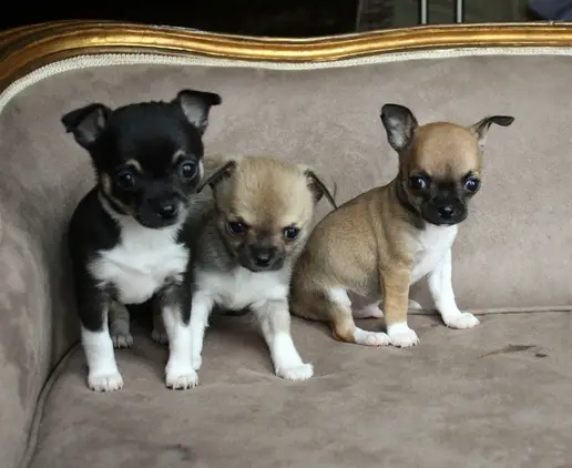 gorgeous tiny chihuahua puppies