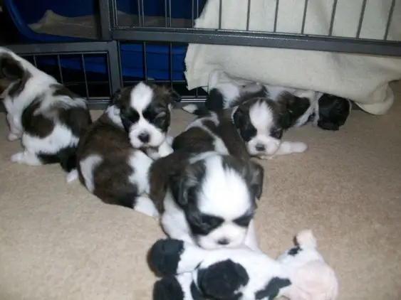 Shih Tzu female puppies for sale
