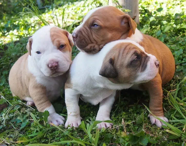 American Staffie Puppies