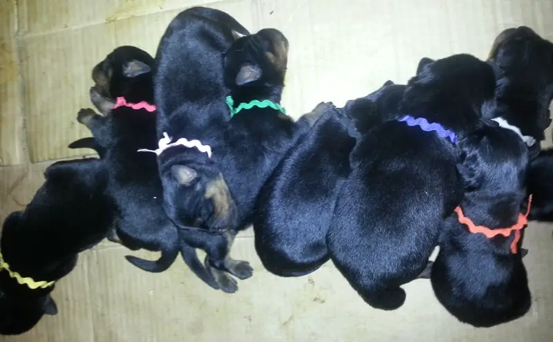 Steeninstam Rottweiler Puppies