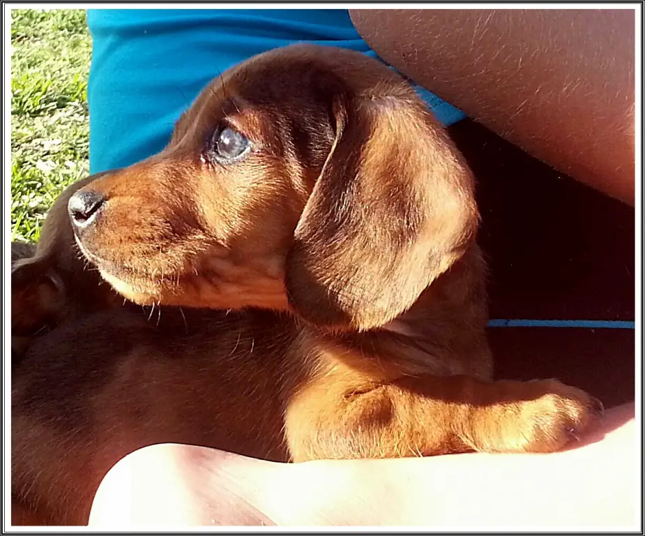 Miniature Smooth Dachshund Puppies