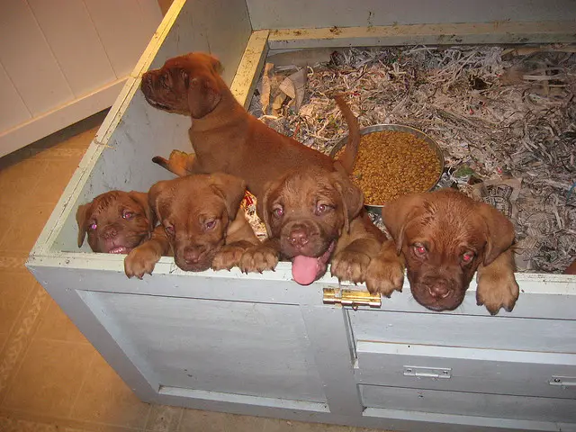 Gorgeous French Mastiff Puppies awaiting a new home