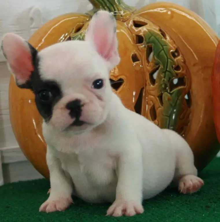 Beautiful French Bulldog Puppies For Sale