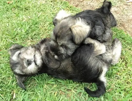 Adorable Miniature Schnauzers Puppies For Sale