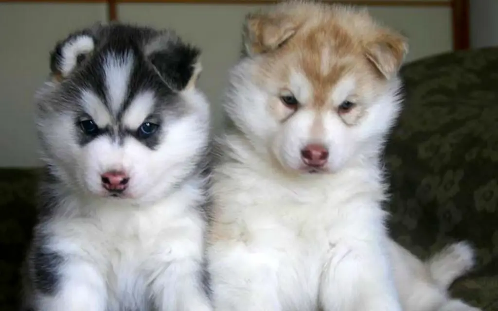 Siberian husky puppies available Blue Eyes