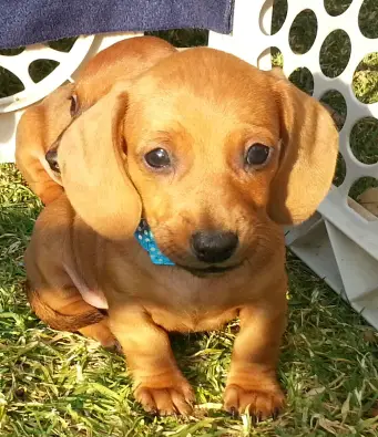 2 miniature Dachshund puppies for sale