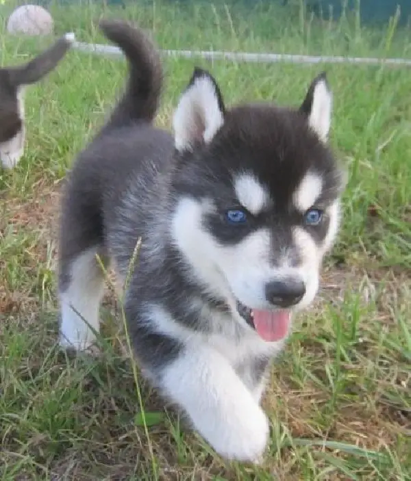 Quality Siberian Husky puppies Blue Eyes For Sale