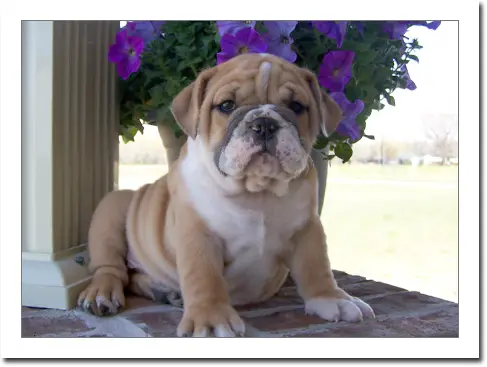 Gorgeous Kusa English Bulldog puppies for Sale
