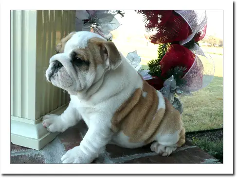 CHAMPION SIRED PUPPIES AVAILABLE NOW ENGLISH BULLDOG