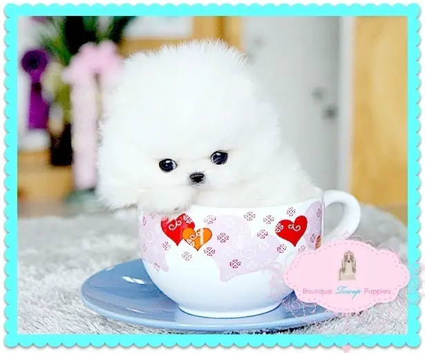 Adorable White Toy Pom Puppies For Sale.