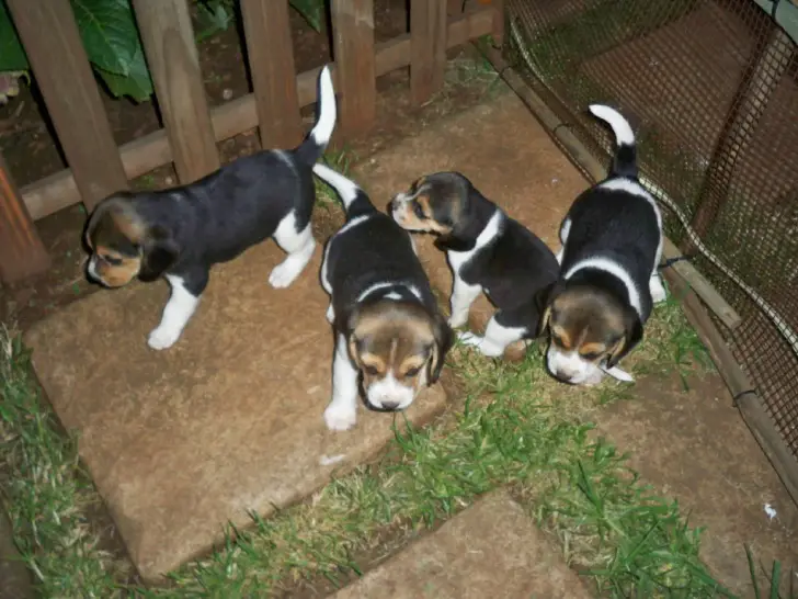 Movies Beagle Puppies For Sale.