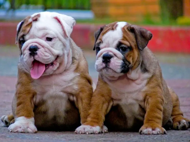 English Bulldogs For Sale