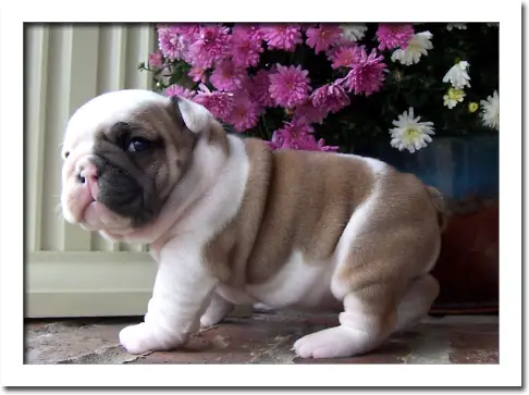 Gorgeous Kusa French and English Bulldog puppies for Sale