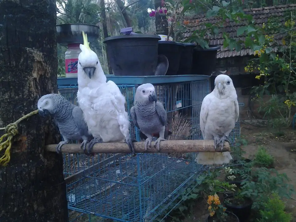 Talkative Parrots and Fertile Eggs available for sale