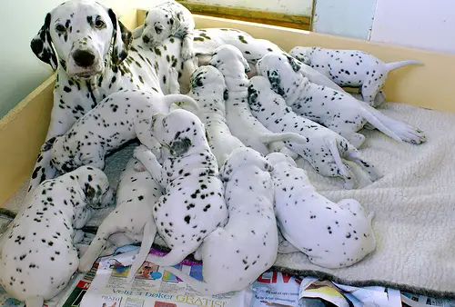 Dalmatian puppies now ready for sale!!!!!
