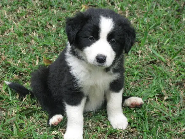 Border Collies Puppies Available