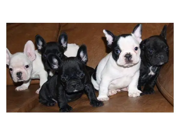 Quality Chunky stocky French Bulldog Puppies For Sale