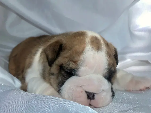 Excellent english bulldog puppies for new homes