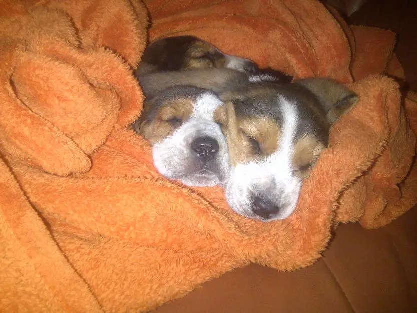 tri-colour basset hound puppies