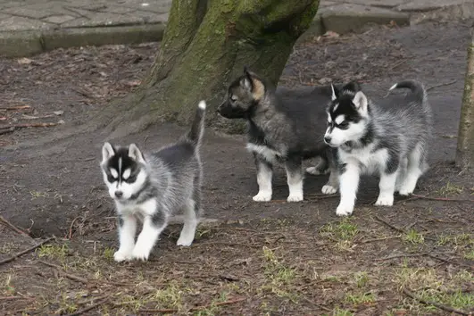 KUSA registered Siberian Husky puppies Available