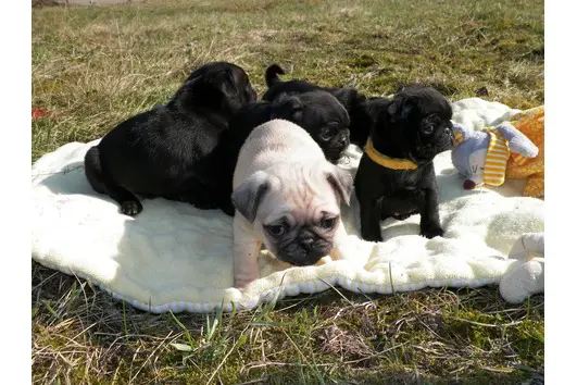 KUSA registered pug puppies available for good home